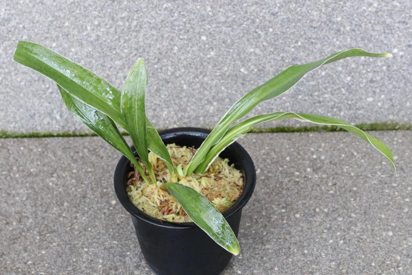 6724,逆鉾(さかほこ)　江戸？現場覆輪　元初笑い？縞戻る？　珍奇希少特価　【はきずはきれ非常に多い大特価！】※春から秋は生長期なので姿は変わっていきます