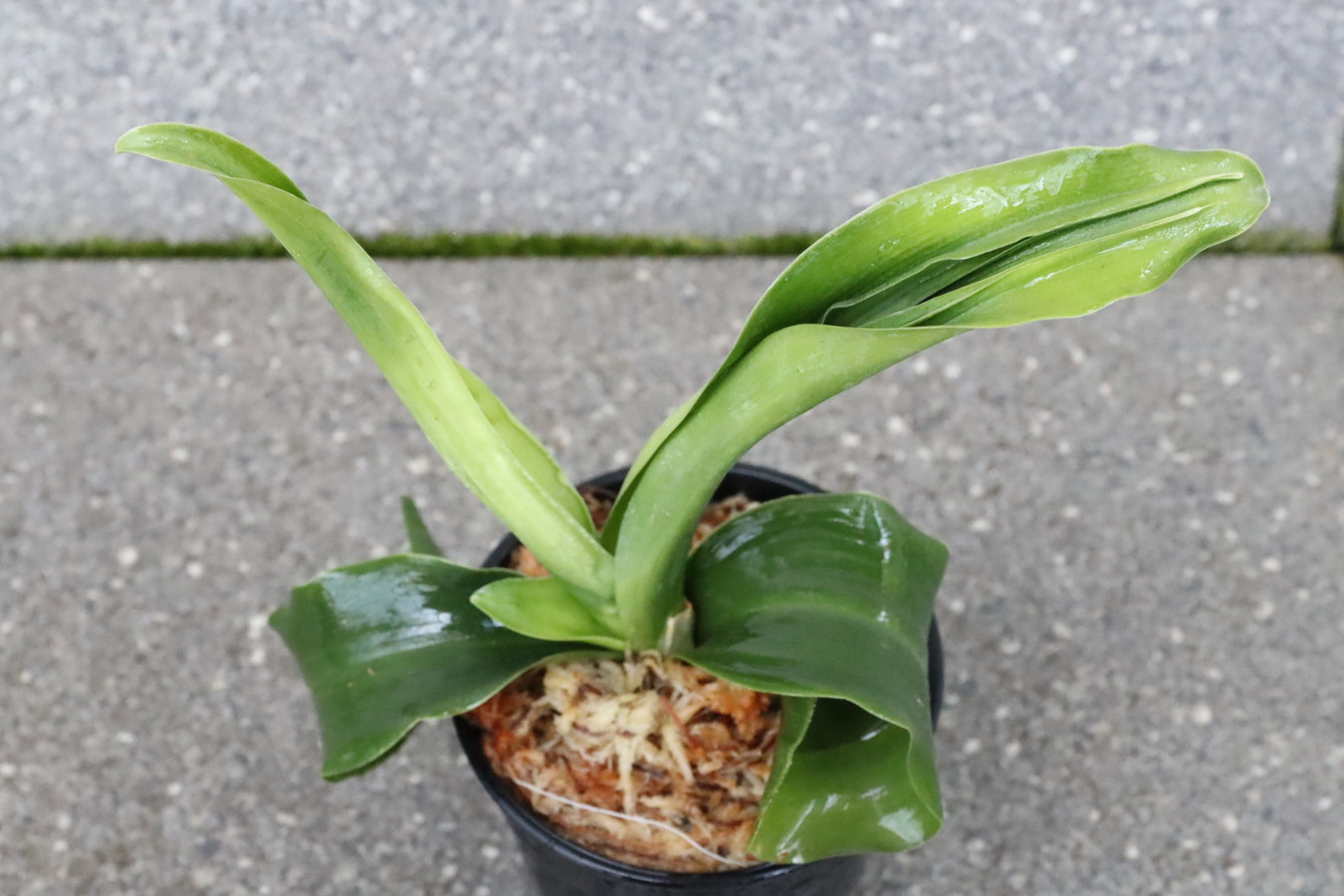 7394,整理品BC級品　獅子　【整理品特価！はきずはきれ大特価】※春から秋は生長期なので姿は変わっていきます