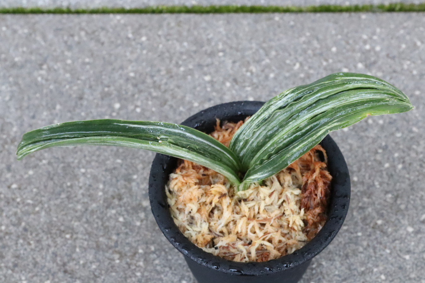 7303,千代田実生　数不明　【整理品頭木特価！！はきずはきれとても多い大特価！】※春から秋は生長期なので姿は変わっていきます