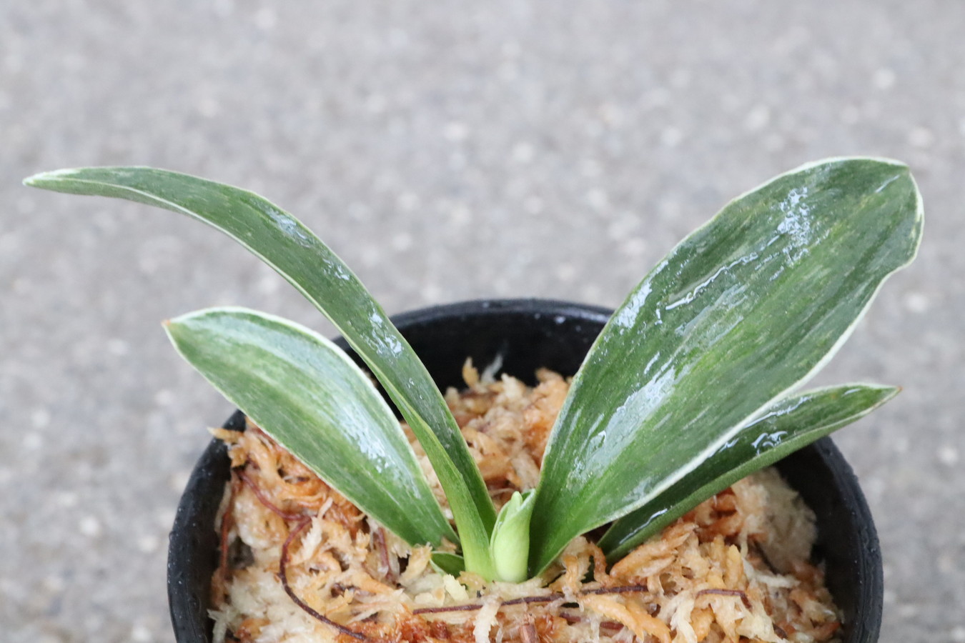 5296,鳳(おおとり)　【はきずはきれ特価】　※春から秋は生長期なので姿は変わっていきます