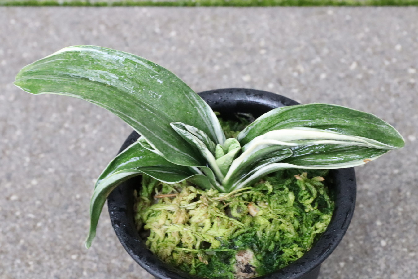 8069,新生殿(しんせいでん)　全国トップ系統！スパルタ作り！【覆輪最上！はきずはきれ多い大特価！】※春から秋は生長期なので姿は変わっていきます