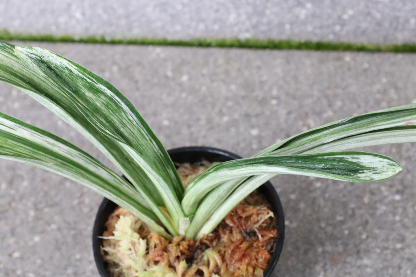 7269,千代田実生　鳴門？数不明　【整理品頭木特価！はきずはきれ大特価！】※春から秋は生長期なので姿は変わっていきます