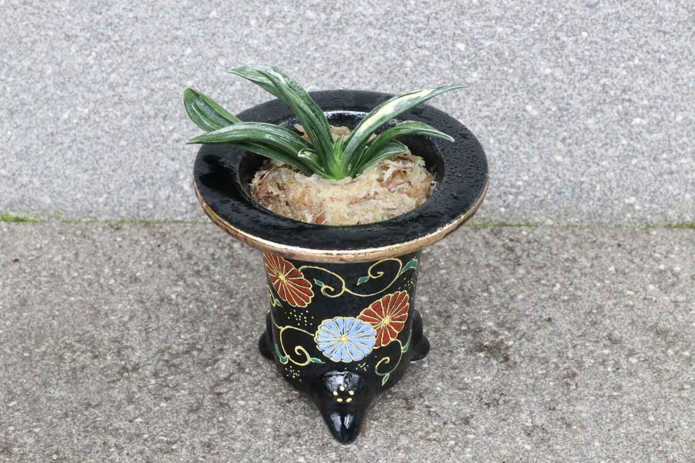 6555,縁起よいおもと　瑞泉(ずいせん)　長命を願う【菊】　【はきずはきれ大特価！】※春から秋は生長期なので姿は変わっていきます