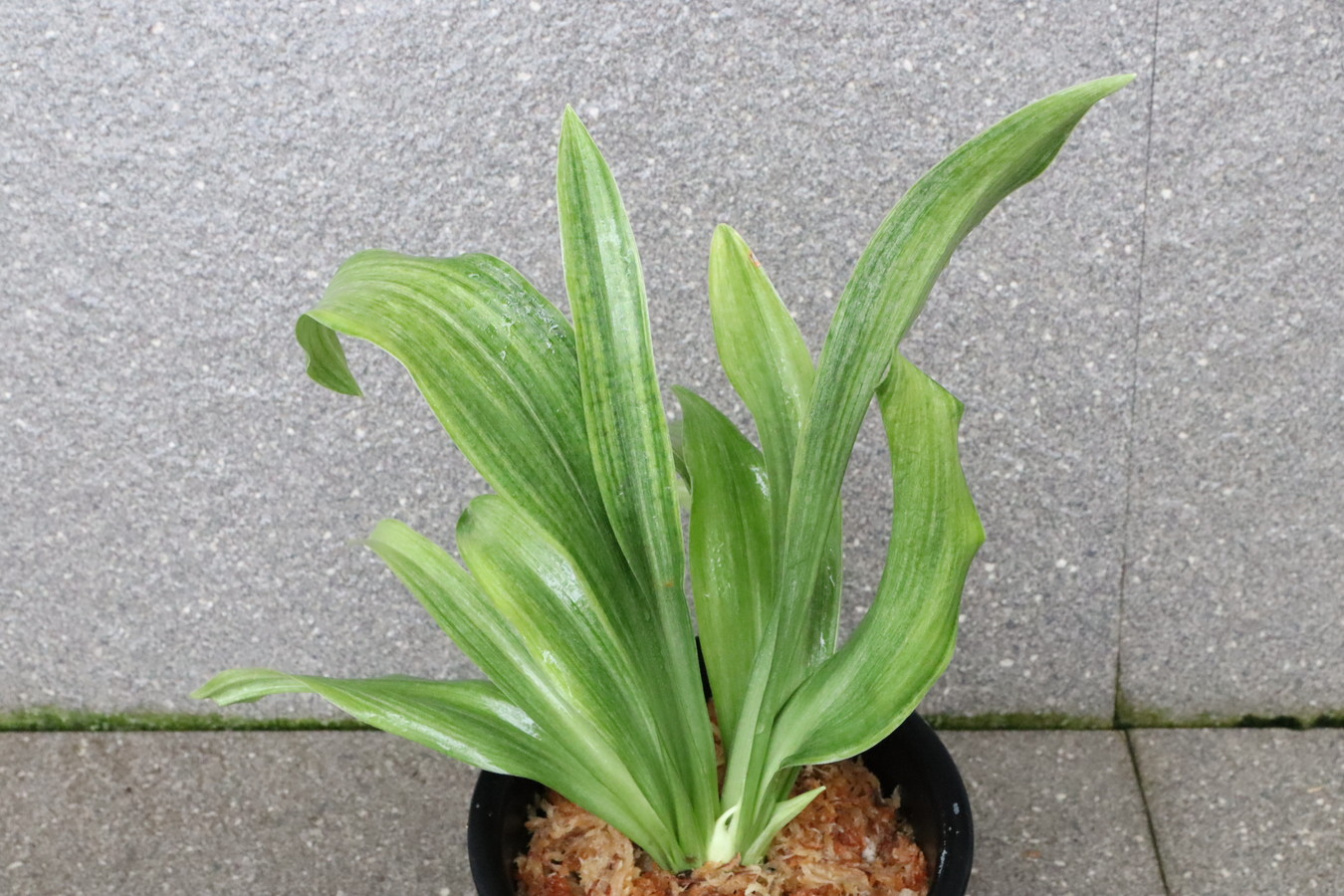 7270,富士白斑　花芽？　丸葉で立葉は珍しい　【はきずはきれ非常に多い大特価！】※春から秋は生長期なので姿は変わっていきます 　sov