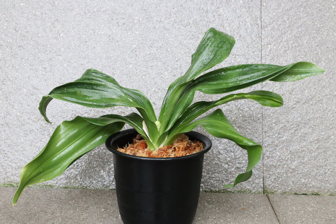 7456,春賀2号　〈362〉　花芽？　千代田羅紗親　希少木！【頭木特価！はきずはきれ非常に多い大特価！】※春から秋は生長期なので姿は変わっていきます