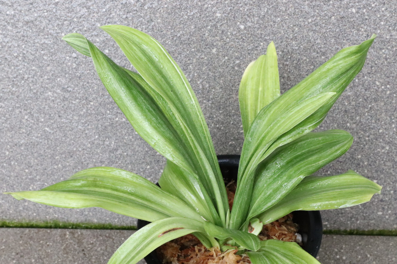 7336,富士白斑　花芽？　丸葉で立葉は珍しい　【はきずはきれ非常に多い大特価！】※春から秋は生長期なので姿は変わっていきます