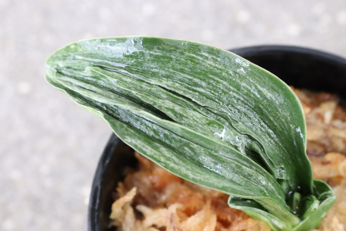 6416,玉雲(ぎょくうん)　青か？やはり夢ある　覆輪が回れば350万？　【はきずはきれ非常に多い大特価！】　※春から秋は生長期なので姿は変わっていきます