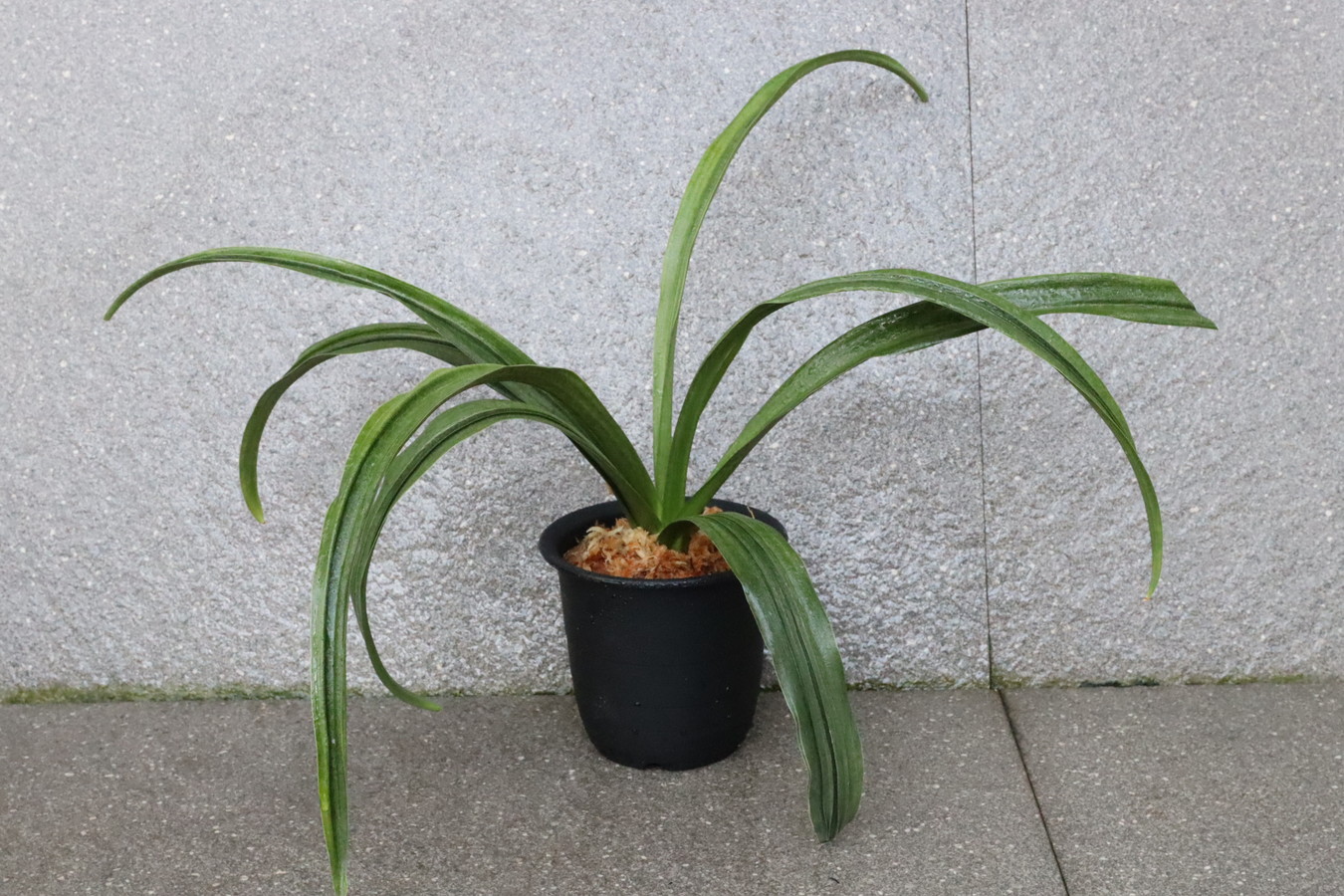 6493,竜爪(りゅうそう)　花芽？　胡麻羅紗実親　実績最上希少　【根少し少ない特価！はきずはきれ大特価！】※春から秋は生長期なので姿は変わっていきます