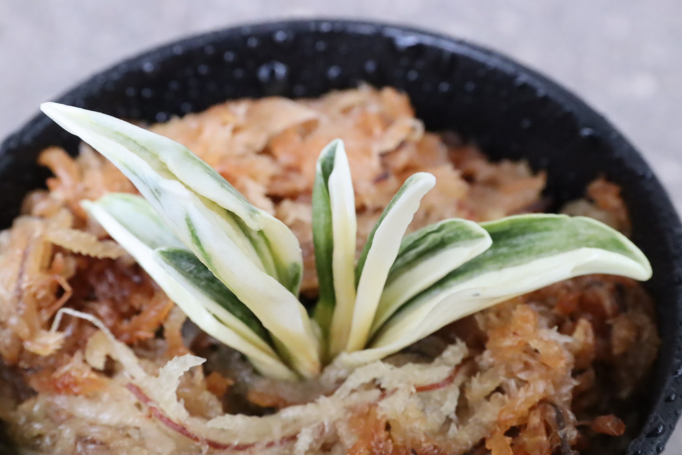 7275,鸞山(らんざん)　【半白？縞？縞覆輪？幽霊？？勝負木特価】覆輪特に深い系統　【根少ない特価！はきずはきれ非常に多い特価！】※春から秋は生長期なので姿は変わっていきます