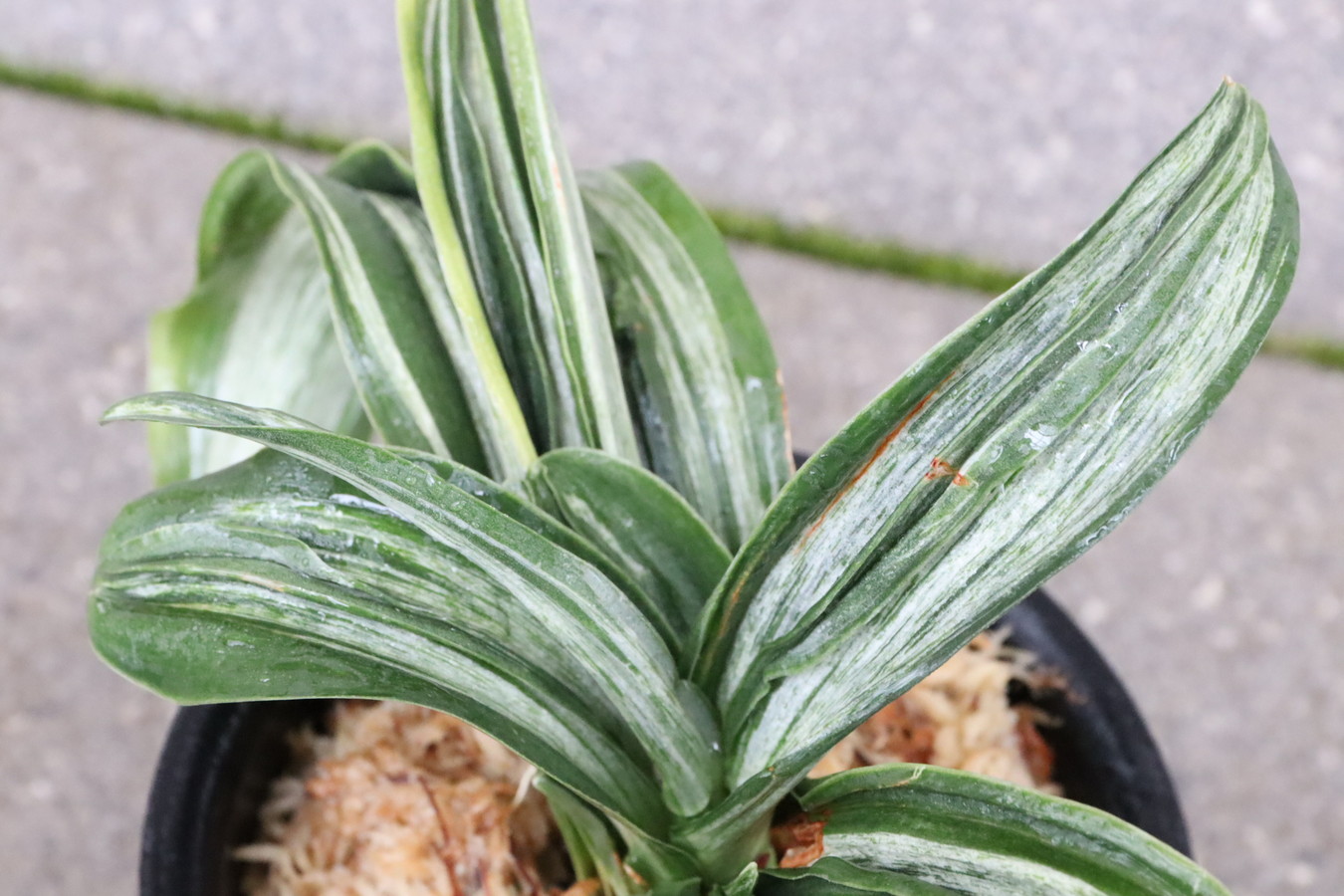 7276,整理品BC級品　千代田A(仮？)　数不明　芸特上！【はきずはきれ非常に多い大特価！】※春から秋は生長期なので姿は変わっていきます