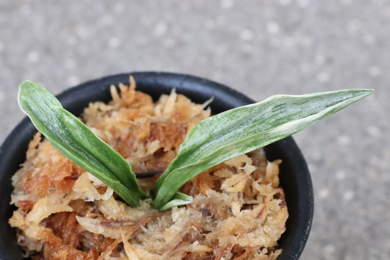 8082,整理品BC級品　雪国(ゆきぐに)　【はきずはきれ多い大特価】※春から秋は生長期なので姿は変わっていきます