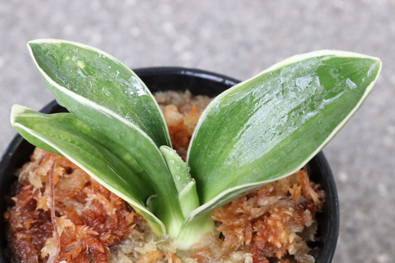 7191,萬風(まんぷう)　【はきずはきれとても多い大特価！】　※春から秋は生長期なので姿は変わっていきます