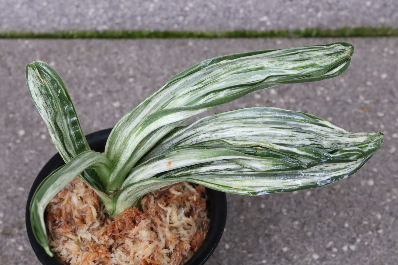 7315,整理品BC級品　御嶽の松(仮？)　【はきずはきれ大特価！】※春から秋は生長期なので姿は変わっていきます