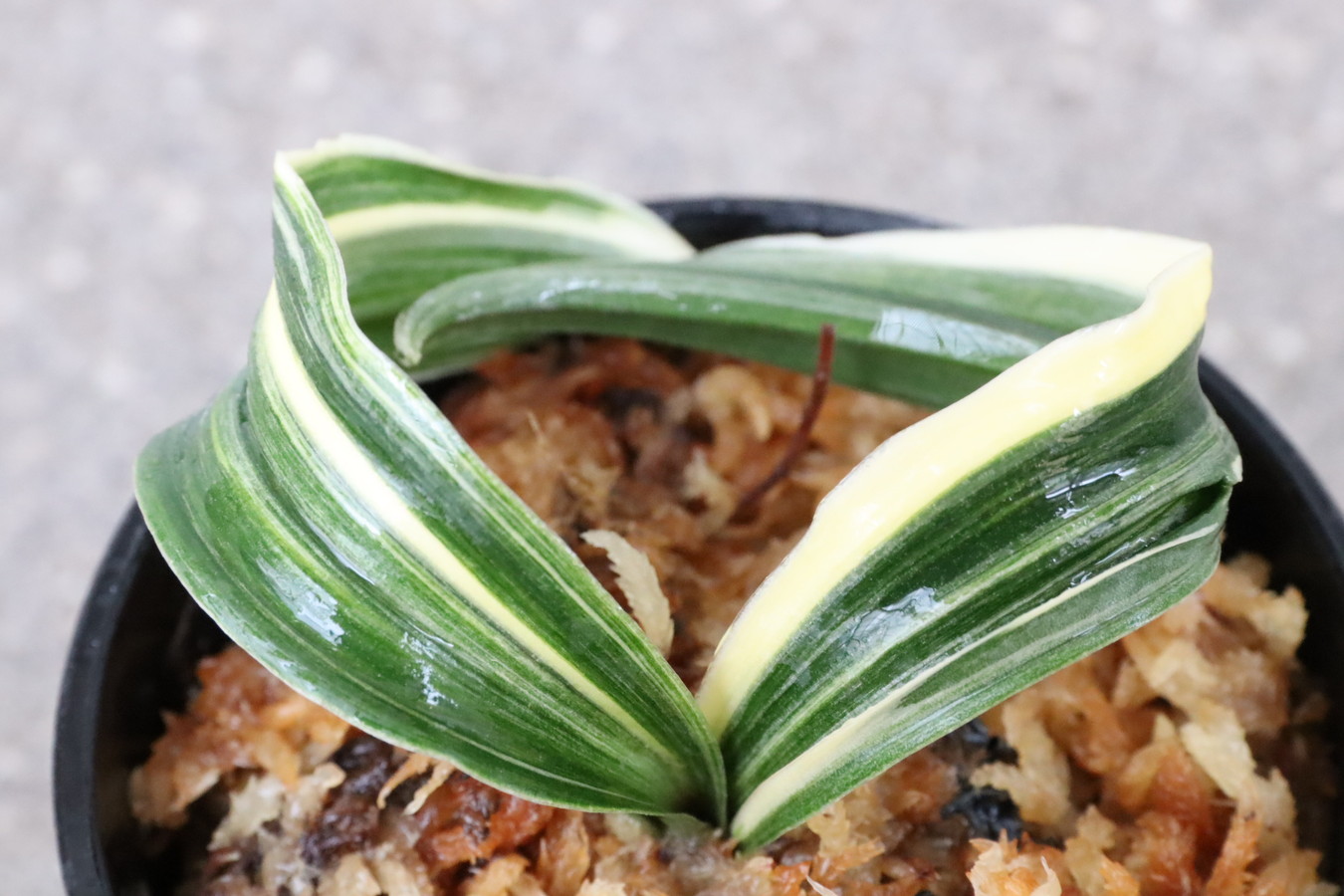 7228,整理品BC級品　舞子獅子(まいこじし)　縞？縞覆輪？　系統よい【はきずはきれ大特価！】※春から秋は生長期なので姿は変わっていきます