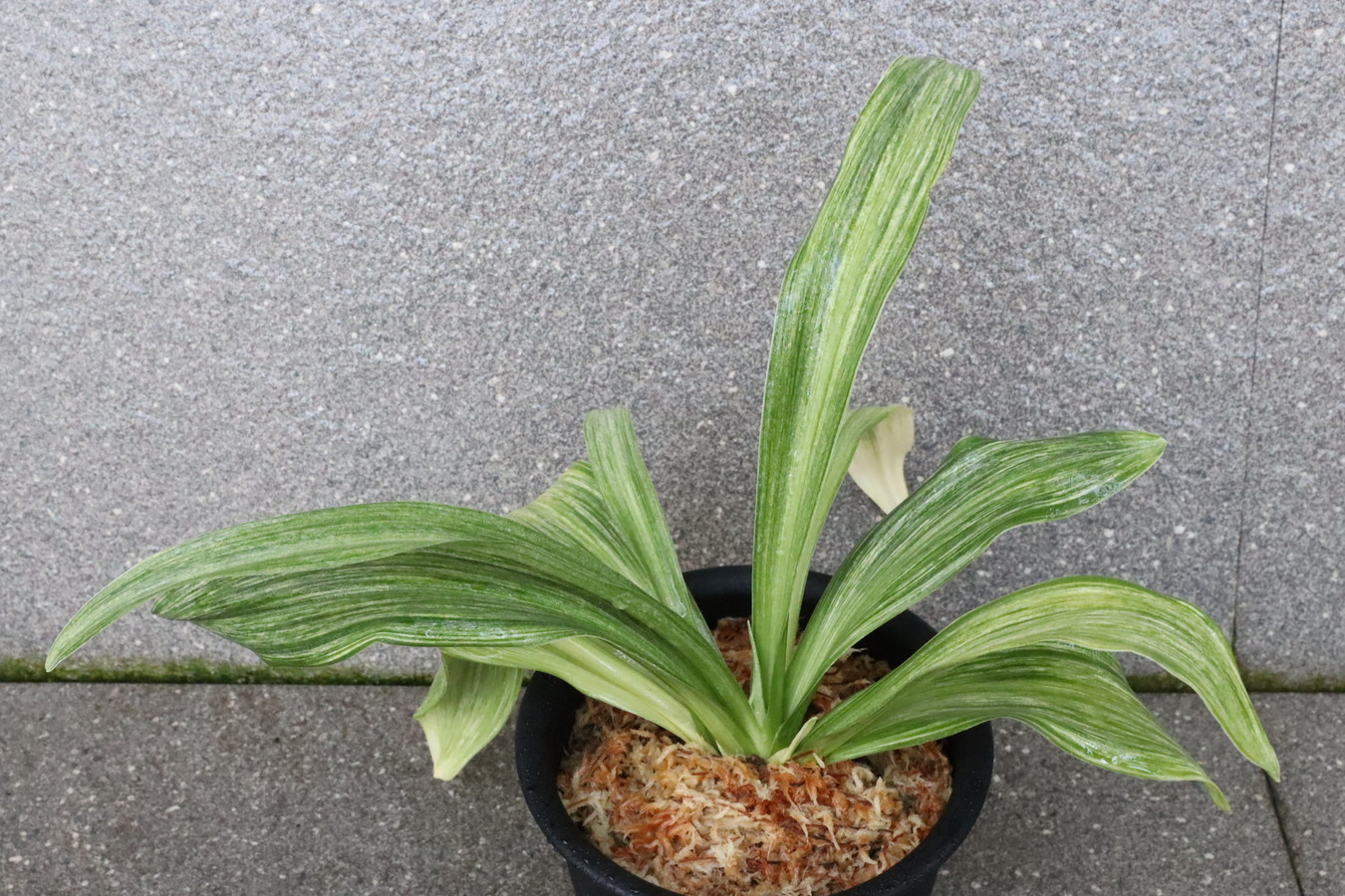 7291,TK白斑　花芽？　斑特によい？？【はきずはきれ非常に多い大特価！】※春から秋は生長期なので姿は変わっていきます