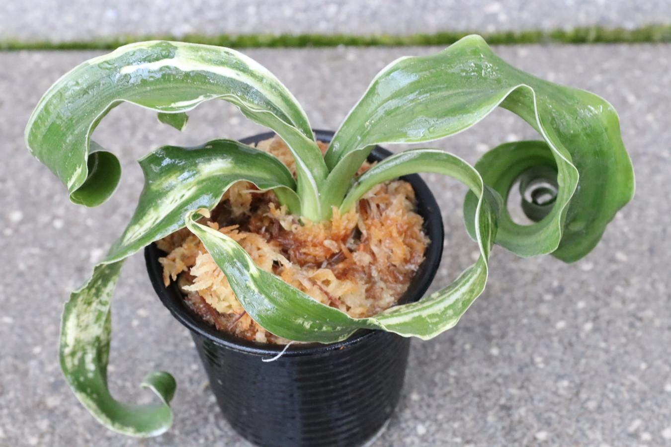 7278,整理品BC級品　輪波獅子(わなみしし)　白さ抜群　特別性　【はきずはきれ多い特価】※春から秋は生長期なので姿は変わっていきます