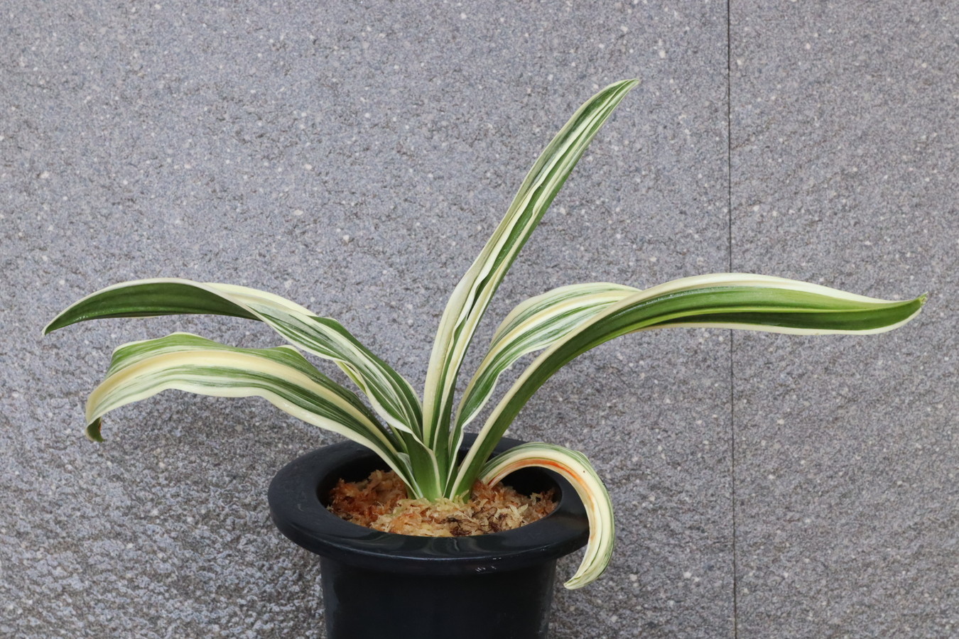 7449,整理品BC級品　輝鳳海(きほうかい)　希少！【はきずはきれ多い特価！】※春から秋は生長期なので姿は変わっていきます