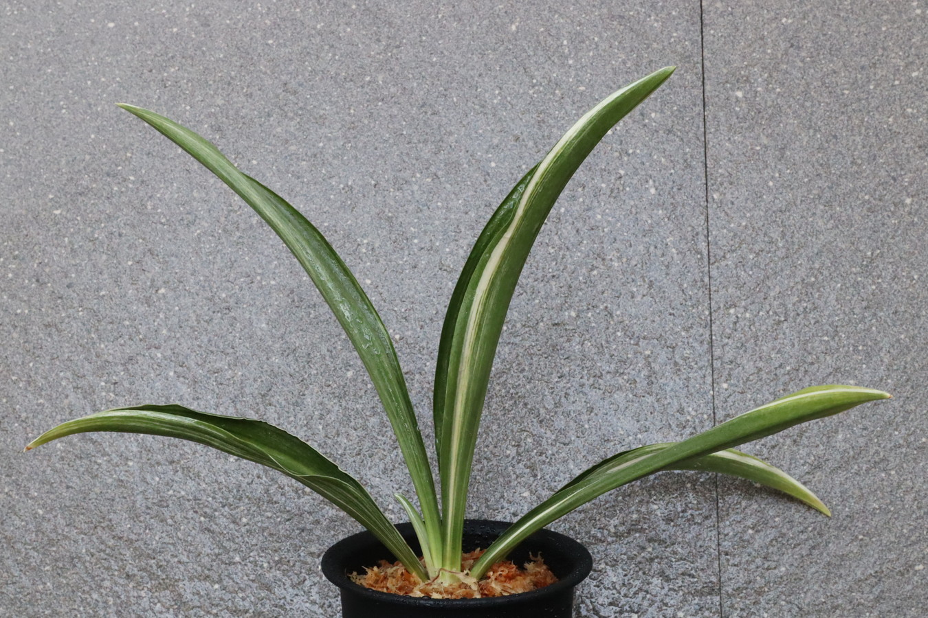 7500,長寿七　数本物　希少　縞最上！　長寿系の実親としても【はきずはきれ多い大特価！】※春から秋は生長期なので姿は変わっていきます