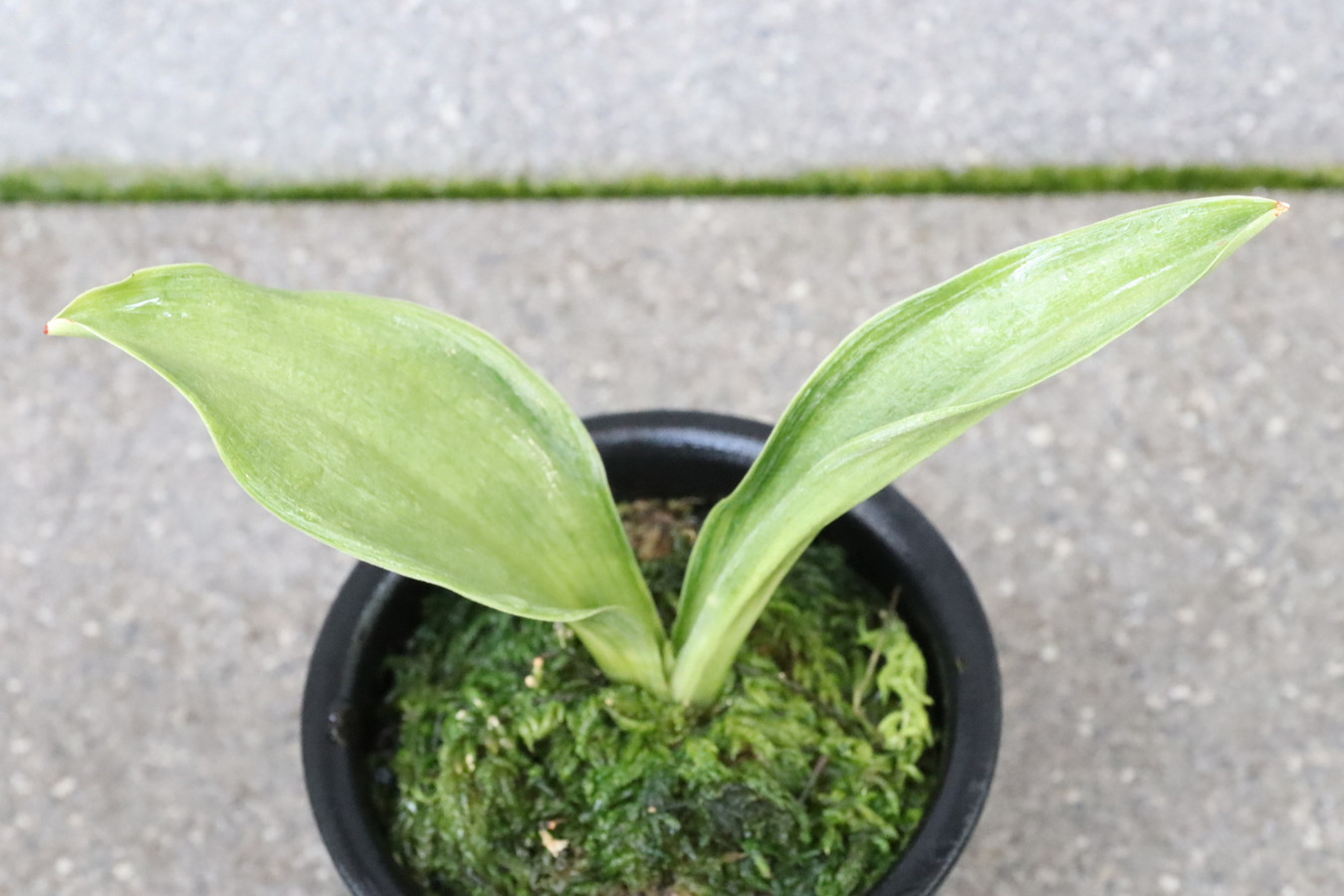 7238,整理品特価！　金閣(きんかく)　他にない特徴をもつ　【はきずはきれ非常に多い特価！】※春から秋は生長期なので姿は変わっていきます