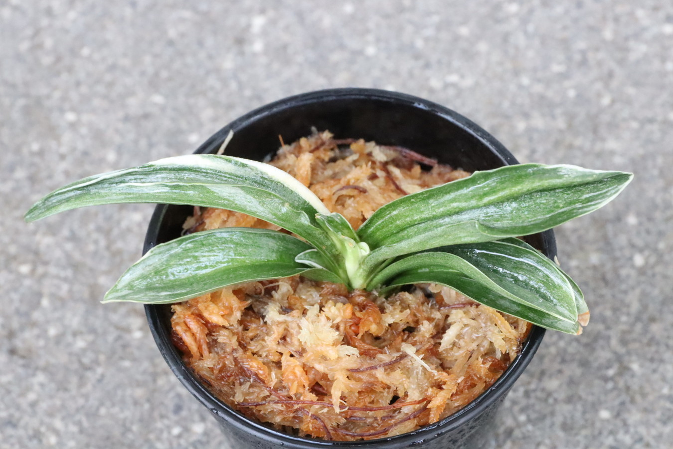 8168,雪国(ゆきぐに)　珍品希少【はきずはきれ非常に多い大特価！】※春から秋は生長期なので姿は変わっていきます