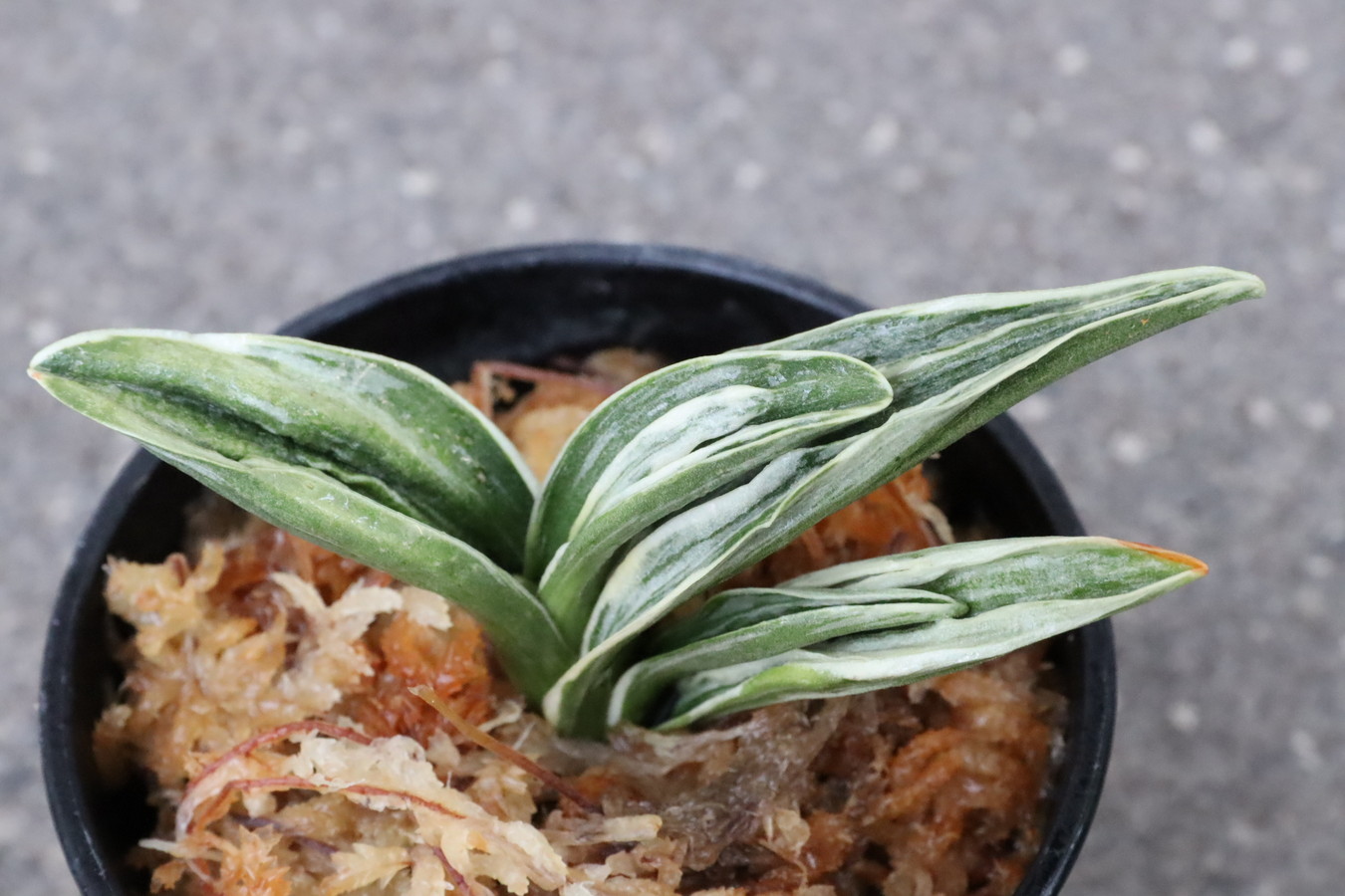 6405,延寿(えんじゅ)　特上芸みせる！評価上がっている【はきずはきれ非常に多い大特価！】※春から秋は生長期なので姿は変わっていきます