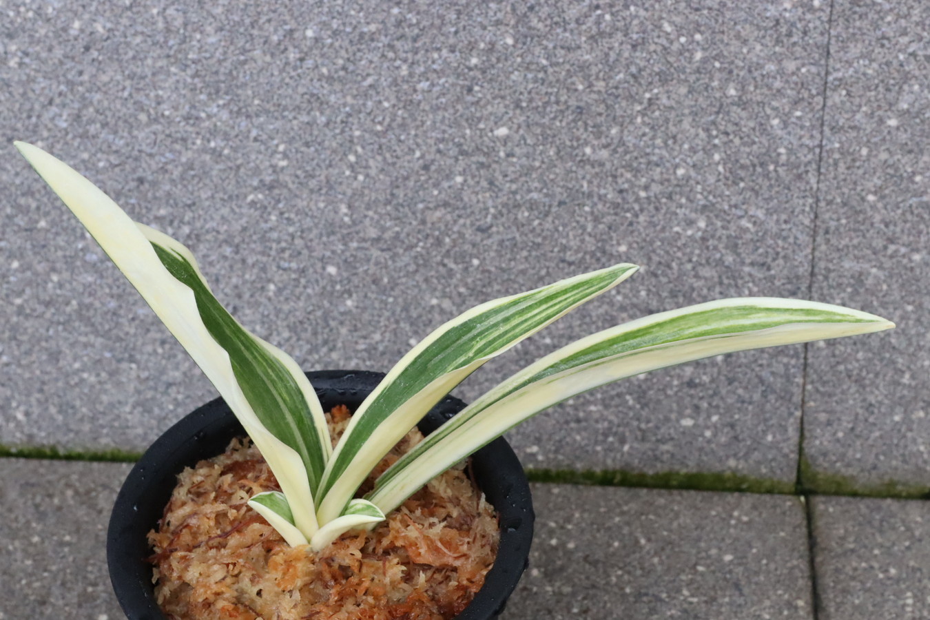 7302,剣(つるぎ)　系統素晴らしい　半白？縞覆輪？【はきずはきれ多い大特価！】※春から秋は生長期なので姿は変わっていきます