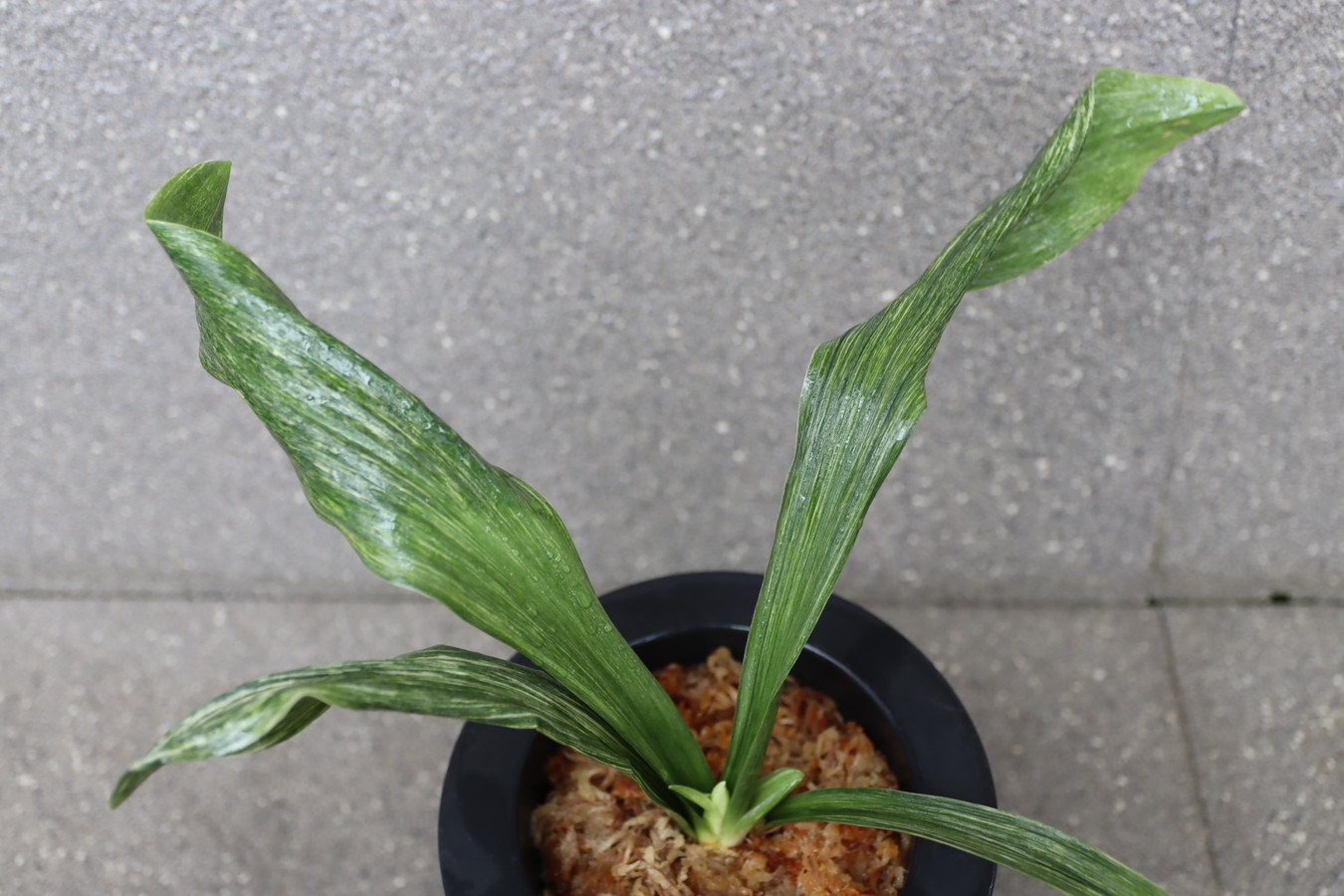 7296,山田ゴマ　非常に力ある【はきずはきれ非常に多い大特価】※春から秋は生長期なので姿は変わっていきます