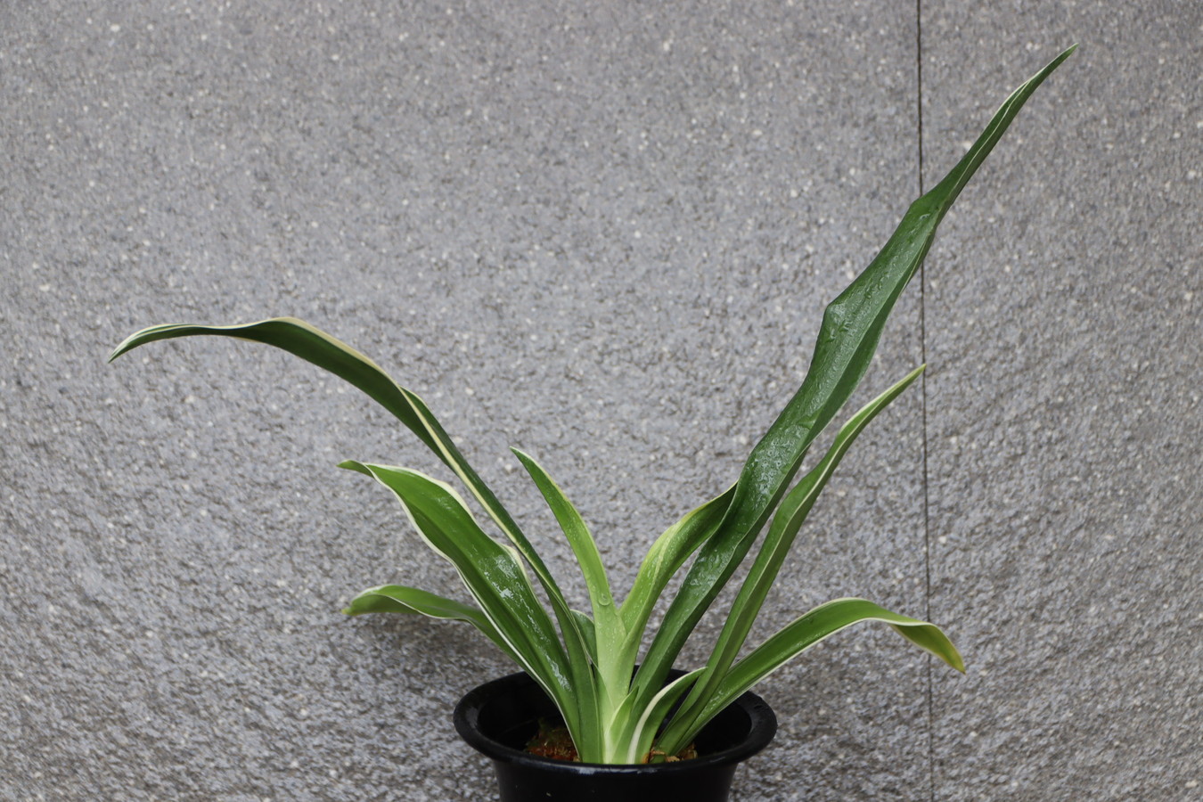 5672,整理品特価！　紫雲楽（しうんらく）　図抜け？？　【はきずはきれ非常に多い大特価】※春から秋は生長期なので姿は変わっていきます