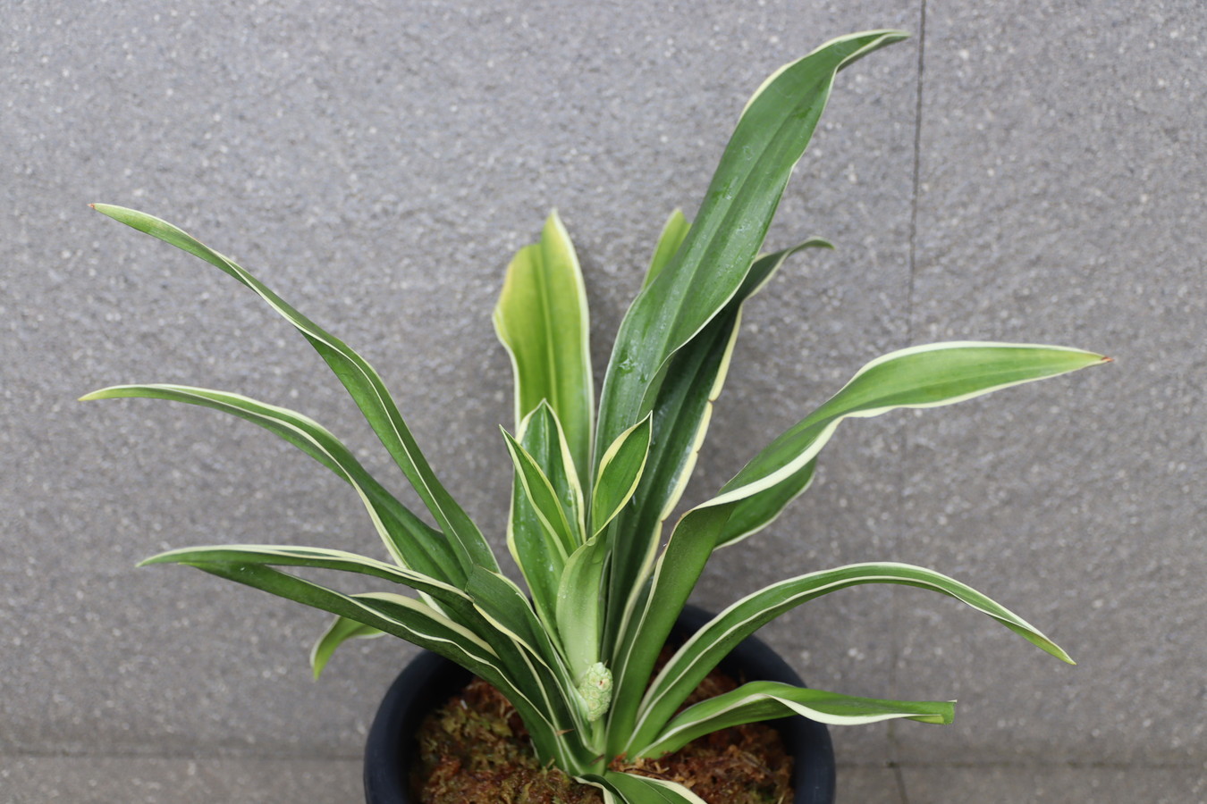 5667,整理品特価！　紫雲楽（しうんらく）　図抜け？？　【はきずはきれ非常に多い大特価】※春から秋は生長期なので姿は変わっていきます