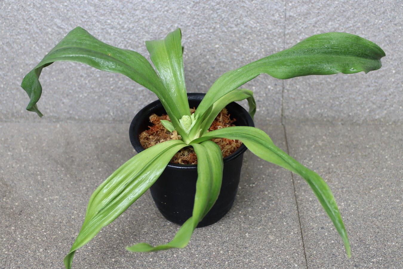 7279,車C35×A　羅紗親最上級　♂　花芽　【はきずはきれとても多い特価】※春から秋は生長期なので姿は変わっていきます