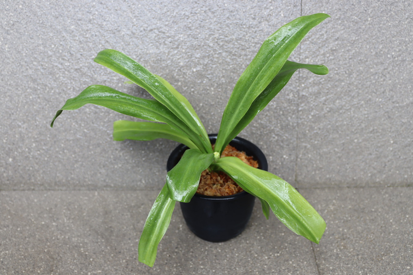 7283,賀春大福　花芽？　丸葉・千代田羅紗の実親として最上　【はきずはきれ非常に多い大特価】※春から秋は生長期なので姿は変わっていきます