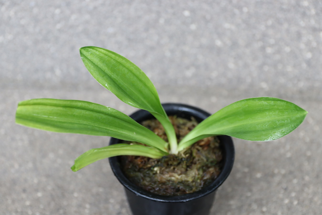 7295,賀春大福　丸葉・千代田羅紗の実親として最上　【はきずはきれ多い大特価】※春から秋は生長期なので姿は変わっていきます