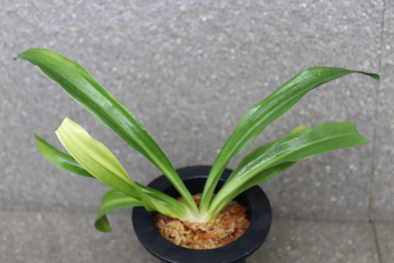 7304,賀春大福　丸葉・千代田羅紗の実親として最上　【はきずはきれとても多い大特価】※春から秋は生長期なので姿は変わっていきます