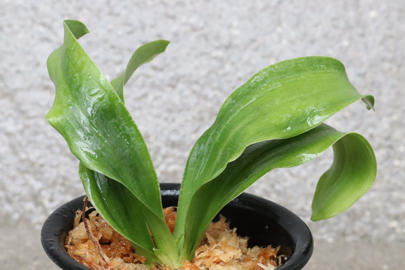 7282,整理品BC級品　熊谷MR(M松谷・R羅紗)　千代田羅紗親　【はきずはきれ大特価】※春から秋は生長期なので姿は変わっていきます