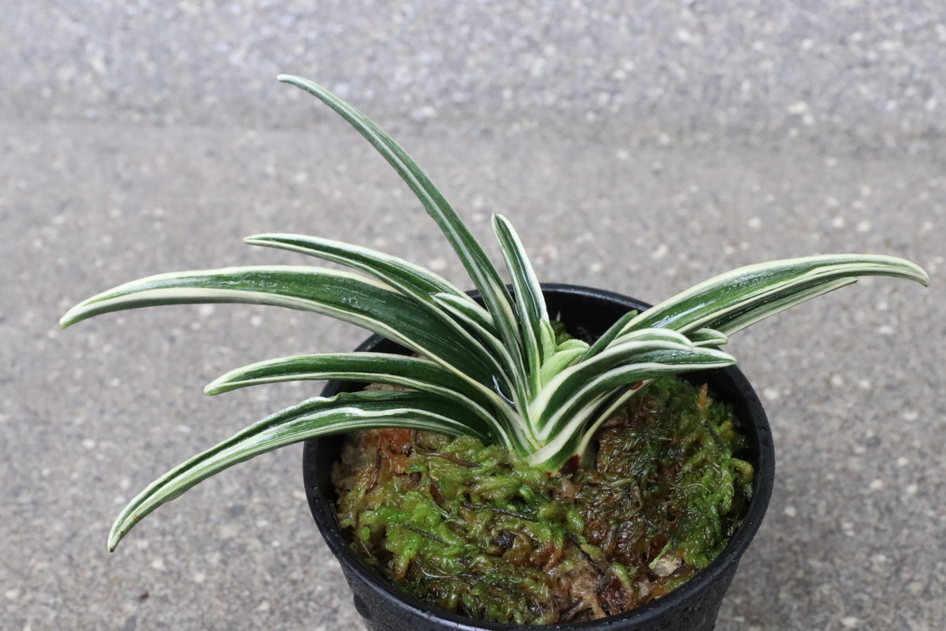 5984,整理品BC級品　大黒殿(だいこくでん)　【はきずはきれ多い大特価】※春から秋は生長期なので姿は変わっていきます