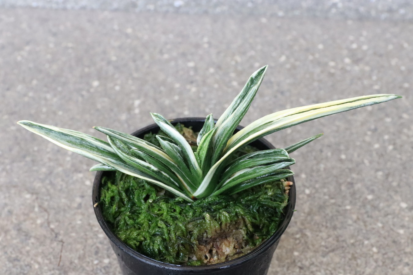 8076,殿様(とのさま)　全国トップ系統【はきずはきれ大特価】※春から秋は生長期なので姿は変わっていきます