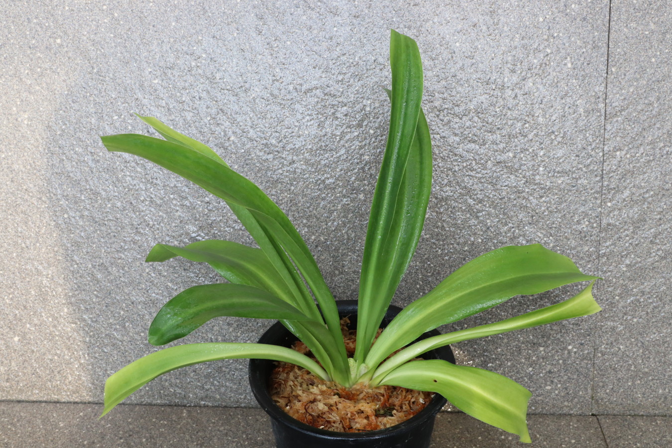 7361,賀春大福　花芽　丸葉・千代田羅紗の実親として最上　【はきずはきれ非常に多い大特価】※春から秋は生長期なので姿は変わっていきます