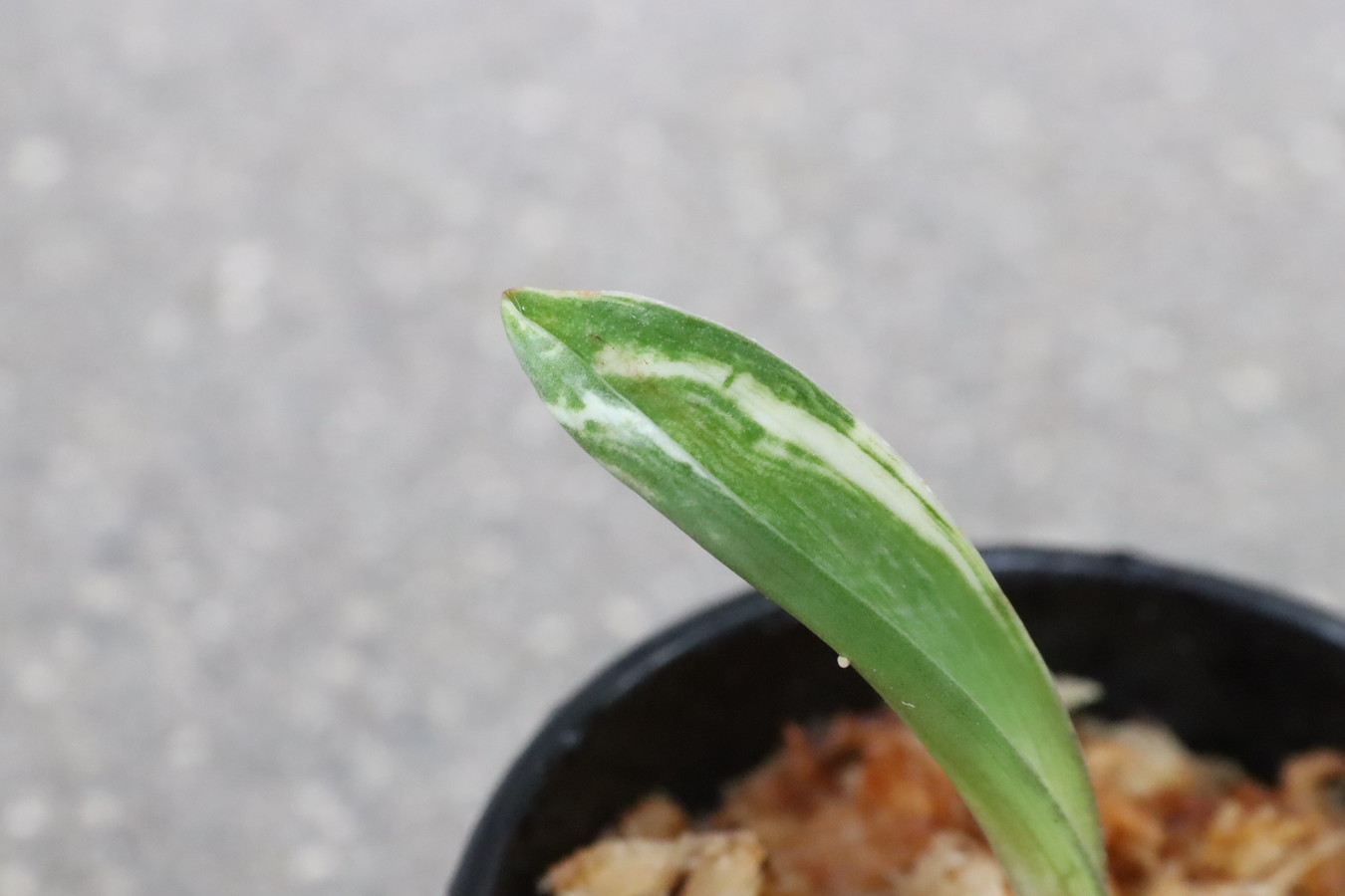 5837,玉川龍の図(たまがわりゅうのず)　超希少！図性特上！【根少ない小苗特価！はきずはきれとても多い特価！】※春から秋は生長期なので姿は変わっていきます