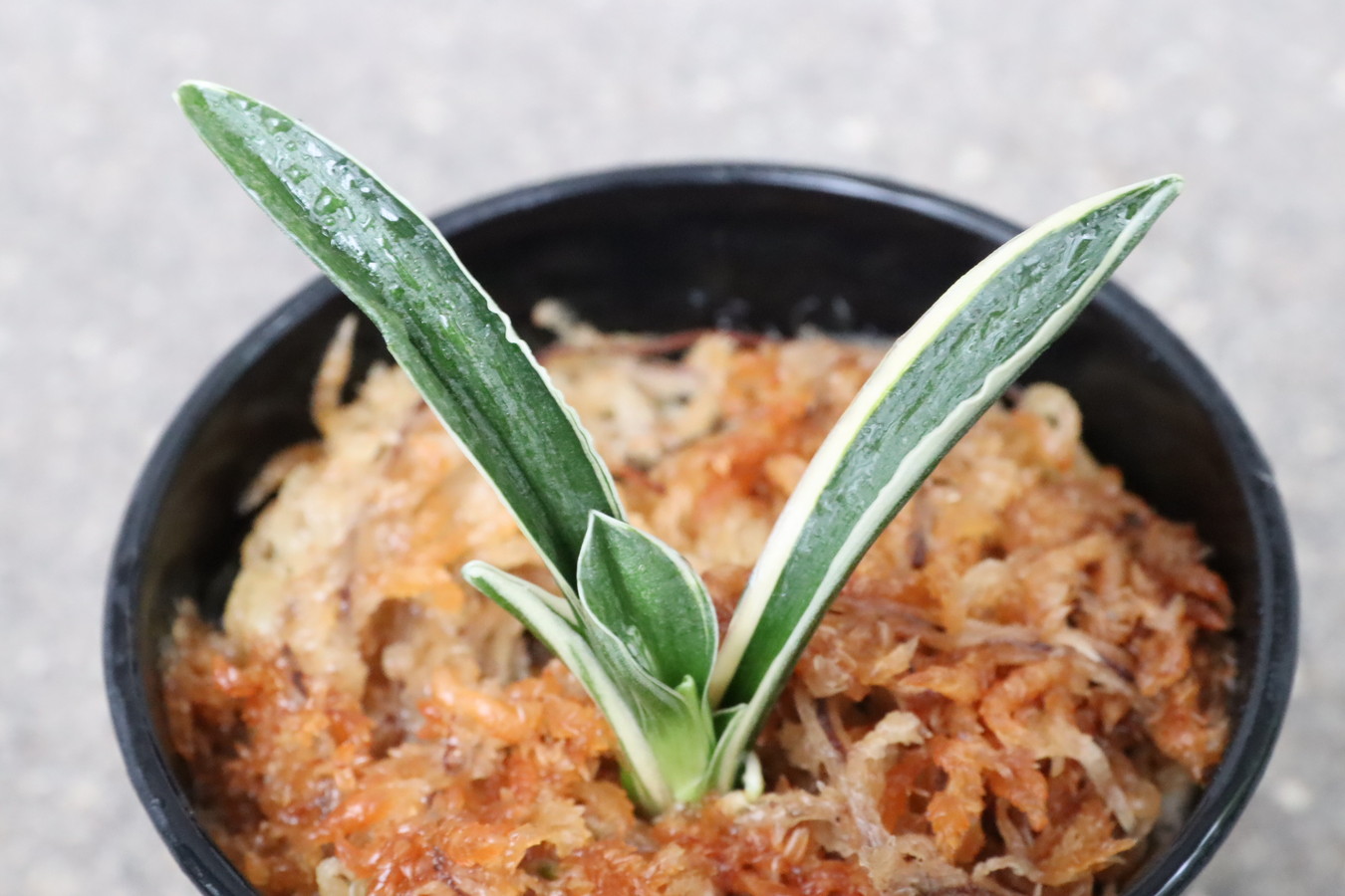 6479,聖源(せいげん)　芋吹き特価！　【9800→はきずはきれ大特価】※春から秋は生長期なので姿は変わっていきます