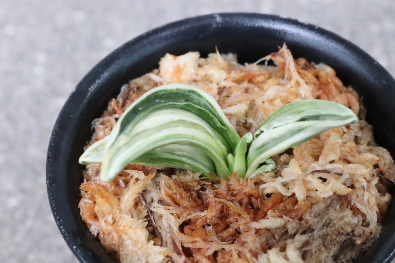 8363,整理品BC級品　延寿(えんじゅ)　棒縞？縞覆輪？？希少！人気！【はきずはきれ多い特価！】※春から秋は生長期なので姿は変わっていきます