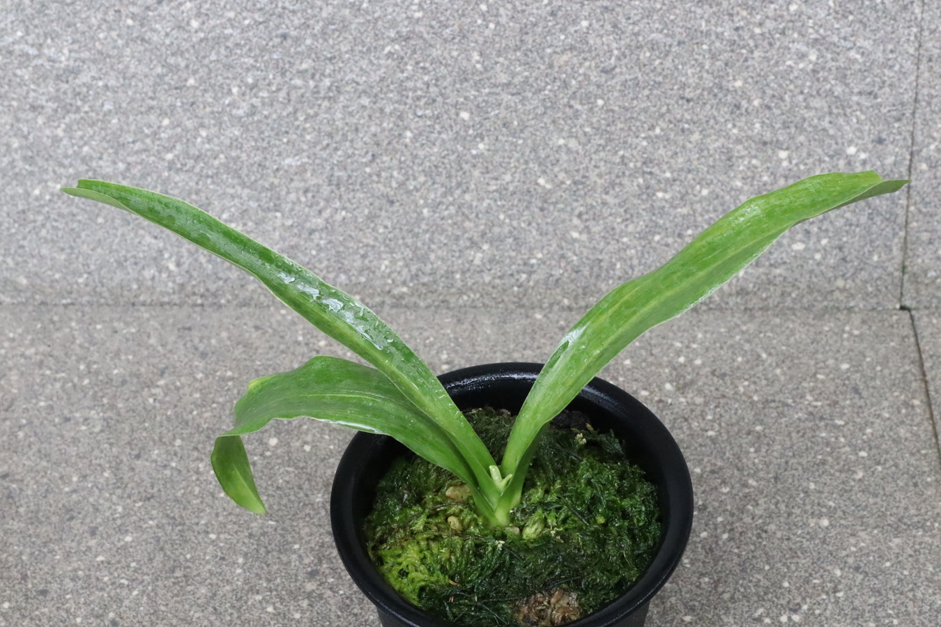 6884,整理品特価！　竜爪(りゅうそう)　胡麻羅紗実親　実績最上希少　【頭木特価！はきずはきれ非常に多い大特価！】※春から秋は生長期なので姿は変わっていきます