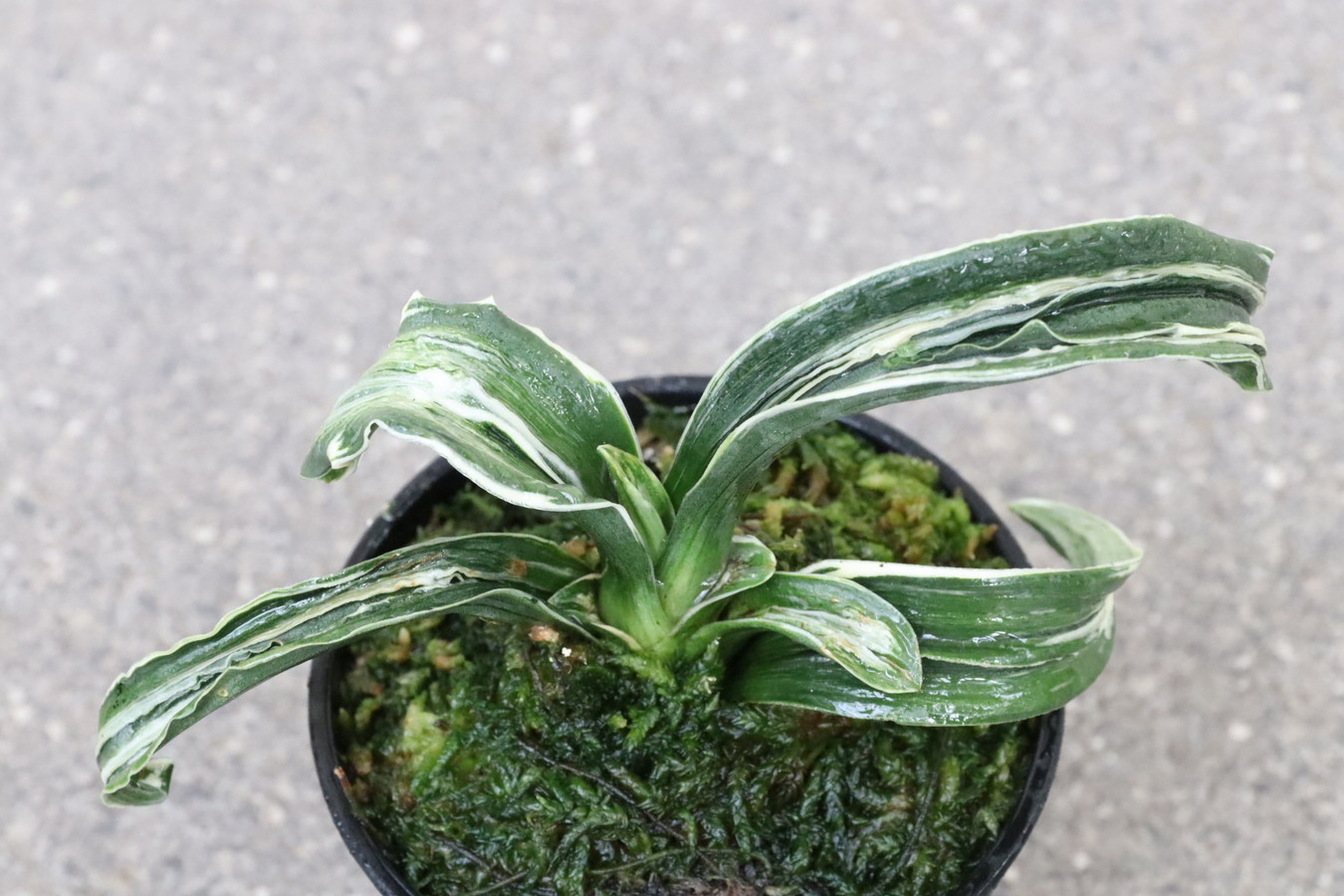 6258,玉姫(たまひめ)　獅子　総理大臣系統！元縞覆輪、現場覆輪？【はきずはきれ多い大特価】※春から秋は生長期なので姿は変わっていきます