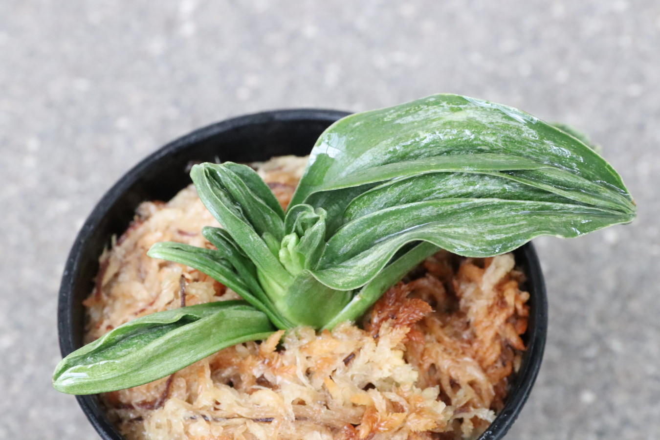 6416,玉雲(ぎょくうん)　青か？やはり夢ある　覆輪が回れば350万？　【はきずはきれ非常に多い大特価！】　※春から秋は生長期なので姿は変わっていきます