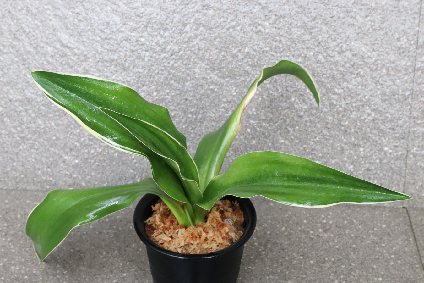 7188,整理品BC級品　玉川竜(たまがわりゅう)　超希少！元図？図抜け？希少性最上！江戸？【はきずはきれ多い特価！】※春から秋は生長期なので姿は変わっていきます