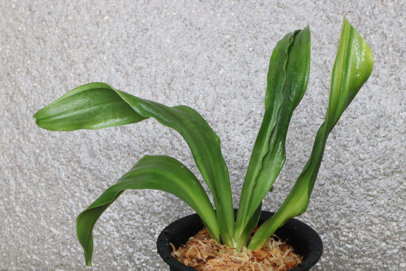 6661,熊谷MR(M松谷・R羅紗)　千代田羅紗親　【45000→はきずはきれとても多い大特価】※春から秋は生長期なので姿は変わっていきます