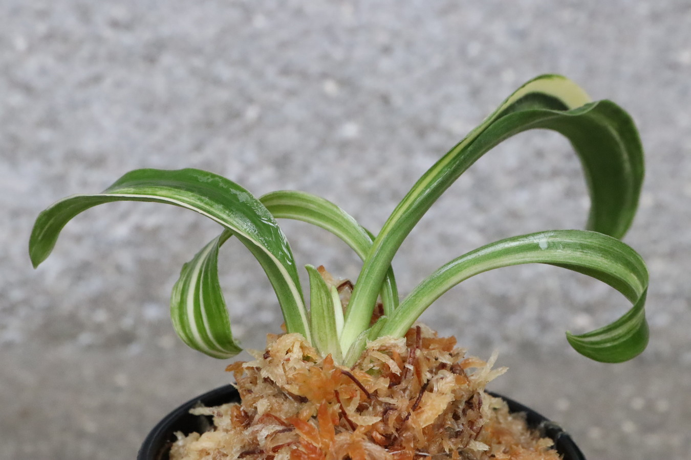 豊明園 / 獅子系