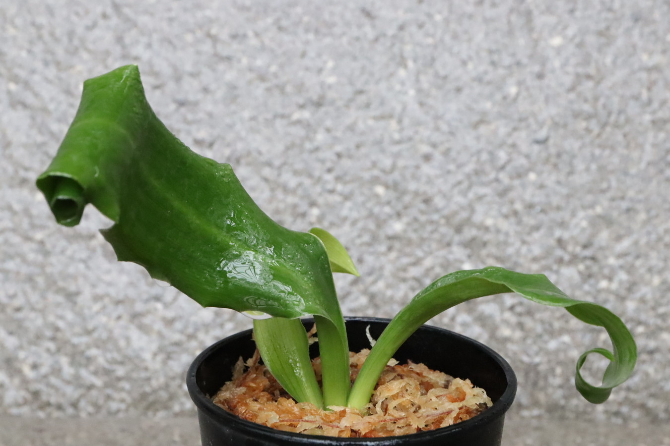 豊明園 / 獅子系