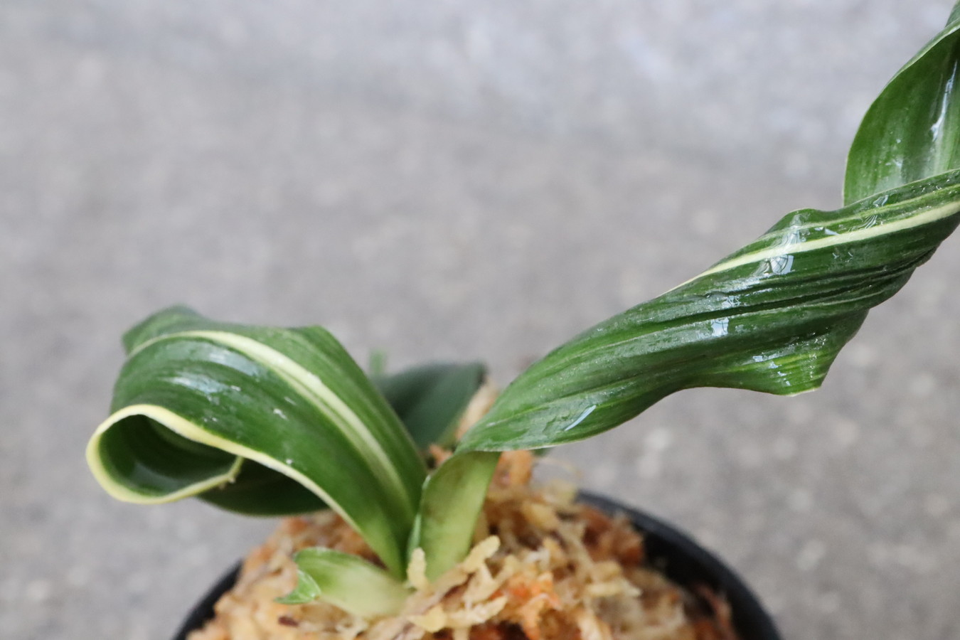 豊明園 / 獅子系