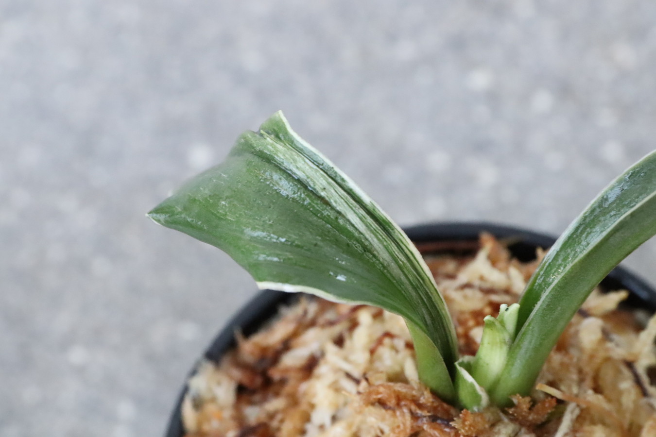 7106,天乃橋立(仮)　獅子【覆輪？デモ？縞？】【羅紗獅子のような姿！はきずはきれ多い大特価！】※春から秋は生長期なので姿は変わっていきます