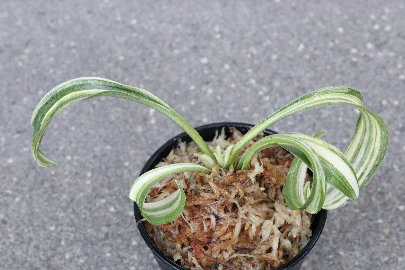 豊明園 / 獅子系